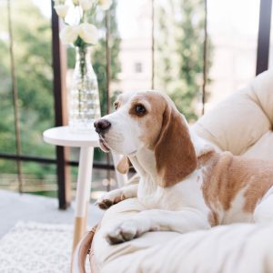 Política de mascotas